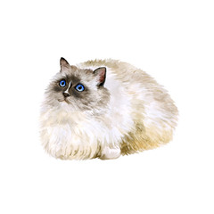 Watercolor portrait of American, USA Ragdoll cat isolated on white background. Hand drawn sweet home pet. Bright colors, realistic look. Blue eyes. Greeting card design. Clip art. Add text - 132888532