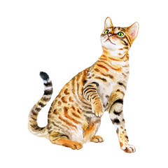 Watercolor portrait of American Savannah cat isolated on white background. Hand drawn sweet home pet. Bright colors, realistic look. Emerald eyes. Greeting card design. Clip art. Add text - 132888573
