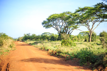 Impala antelope crossing an african dirt, red road through savan