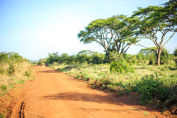 Fototapeta premium Impala antelope crossing an african dirt, red road through savan