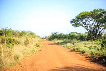 Impala antelope crossing an african dirt, red road through savan