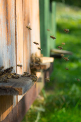 Hives in an apiary with bees flying to the landing boards