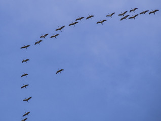 Kraniche im Himmel