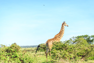 Giraffe in Nairobi National Park, Kenya