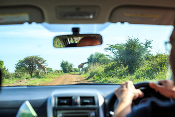 Driving through savanna and watching giraffes