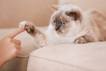 Cute cat playing with human hand while lying on sofa
