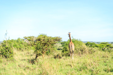 Family of giraffes in Nairobi National Park, Kenya
