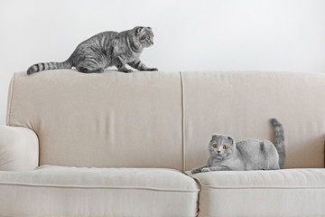 Cute funny cats on sofa at home