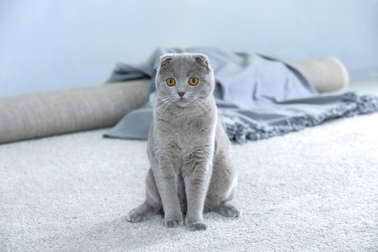Cute funny cat sitting on carpet at home - Powered by Adobe