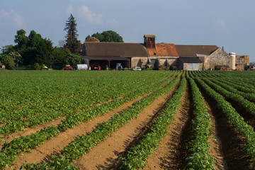 Champ de culture de pommes de terre
