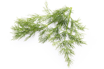 Fresh dill on the white background.