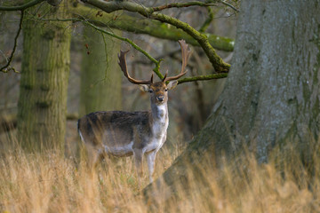 Naklejka na ściany i meble Fallow Deer Cervus dama buck in winter at Holkham Norfolk