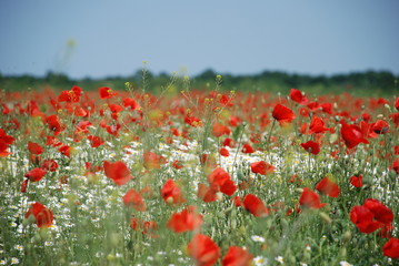 poppy field