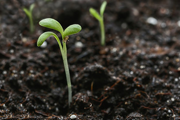 good seed, sun , organic soil is the basis of a good harvest