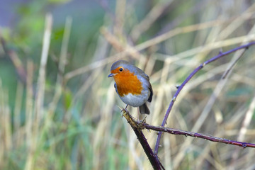 Robin Erithacus rubecula singing in early January