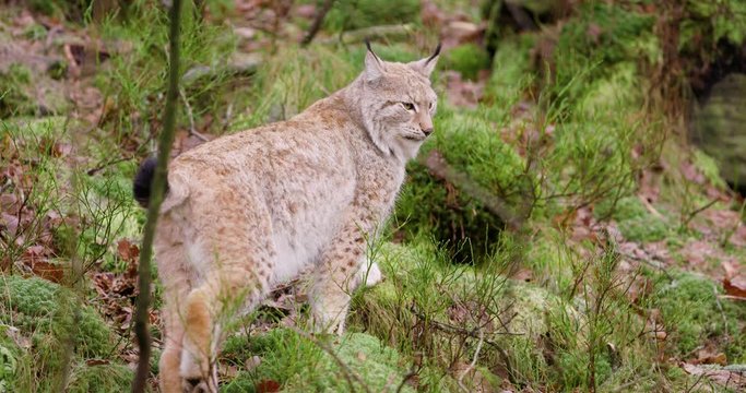 Cute european lynx cub walks in the woods