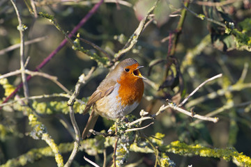 Robin Erithacus rubecula singing in early January