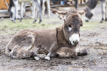 Fototapeta premium Wild donkey is in a small town. Portrait of animal close-up. 