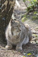 sitting lynx