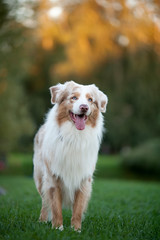 erle color australian shepherd