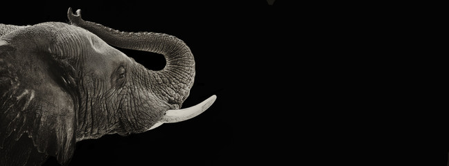 Éléphant Closeup bannière noir et blanc