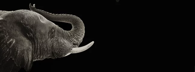 Fotobehang Olifant close-up zwart-wit banner © adogslifephoto