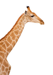 Naklejka premium Giraffe Head and Neck Isolated