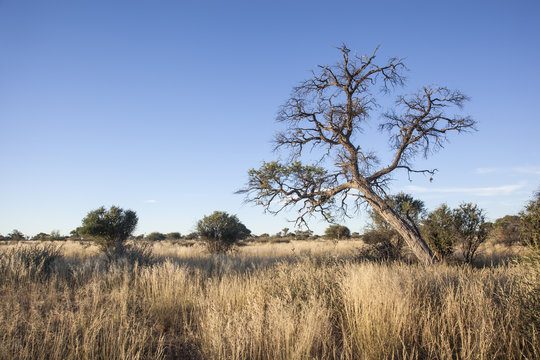 african bush land