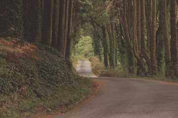 Obraz premium Forest road in sintra mountains, Portugal. With a mate vintage filter