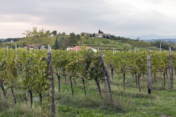 Fototapeta na wymiar Rural mediterranean landscape with vineyards and village at sunset, Slovenia