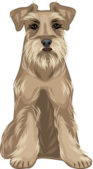 Friendly dog. Schnauzer