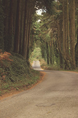 Naklejka premium Forest road in sintra mountains, Portugal. With a mate vintage filter