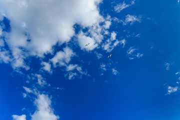 Fototapeta na wymiar Blue sky with clouds and two birds