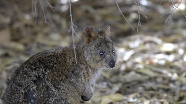 Quokka Wildlife auf Rottnest Island, West Australien. Quokka (Setonix brachyurus), Zwergk&auml;nguru oder Kurzschwanzk&auml;nguru, 