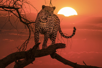Sonnenuntergang Leopard auf Ast