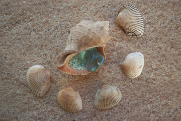 shell
