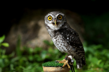 closeup of spotted owlet