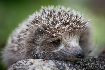 Hedgehog on a rock in the forest