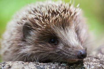 Hedgehog on a rock in the forest