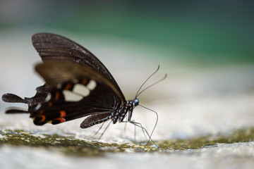 Fototapeta na wymiar Schmetterling beim trinken