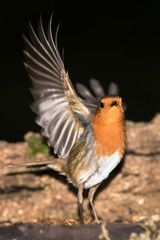 European Robin, Erithacus rubecula 
