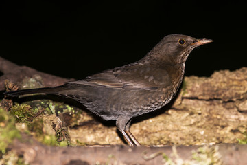 Blackbird - female
