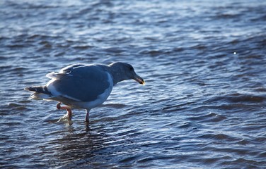Seagull II