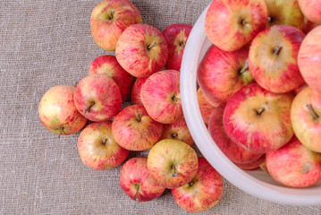 bucket with red apples collected and lying next to a pile of apples.