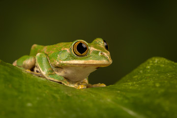 Peacock tree frog perched on a leaf with green background.
