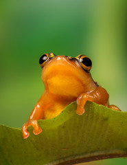 Obraz premium Golden Sedge Frog perched on a leaf with green foliage background.