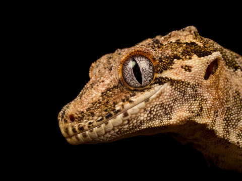 Head shot of a Gargoyle Gecko showing eye with black background.