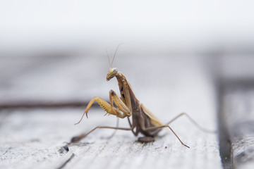 Closeup image of mantis. Soothsayer or mantis  insect. Mantis portrait.