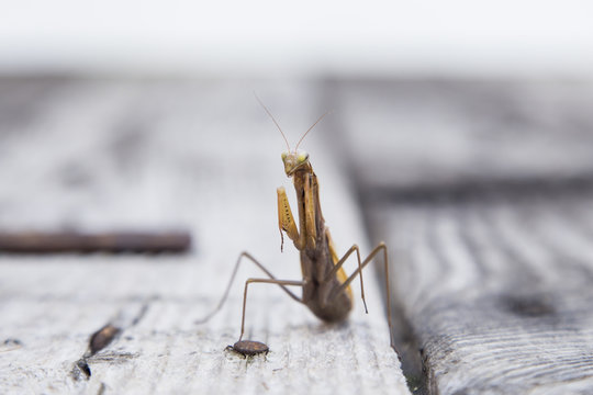 Closeup image of mantis. Soothsayer or mantis  insect. Mantis portrait.