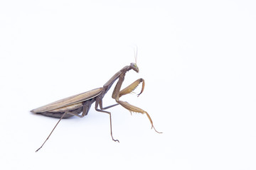 European mantis in front of white background